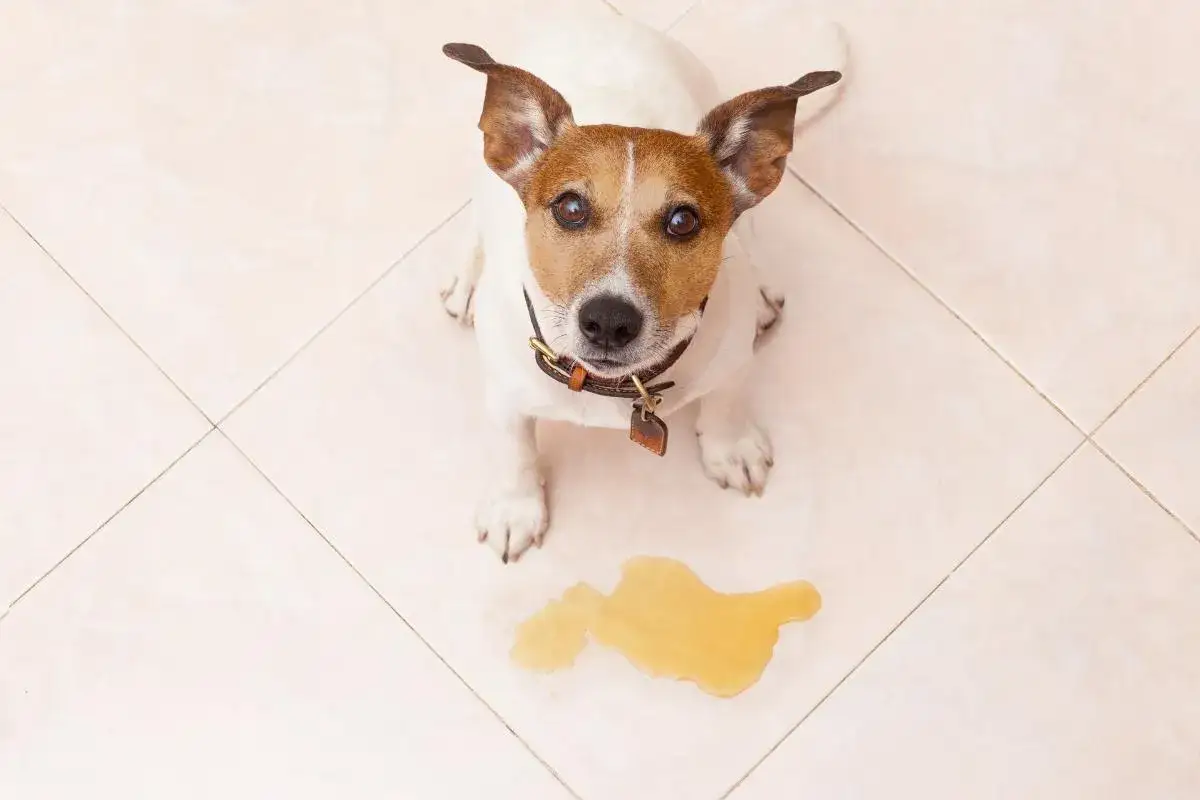 Perro sentado en el suelo con un charco de orina. Podría ser un caso de incontinencia urinaria en perros.