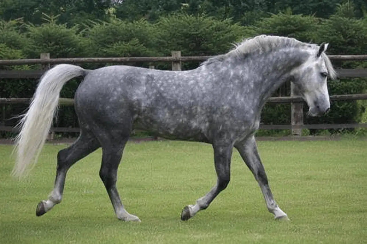 Un magnifique cheval gris moucheté, à la crinière et à la queue blanches, trotte sur une pelouse verte. Il semble qu'il n'y ait pas de quabar des monceaux à l'horizon.