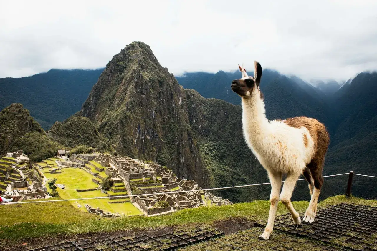 Lama na tle Machu Picchu. Idealny czas, kiedy najlepiej lecieć do Peru, to okres od maja do października.