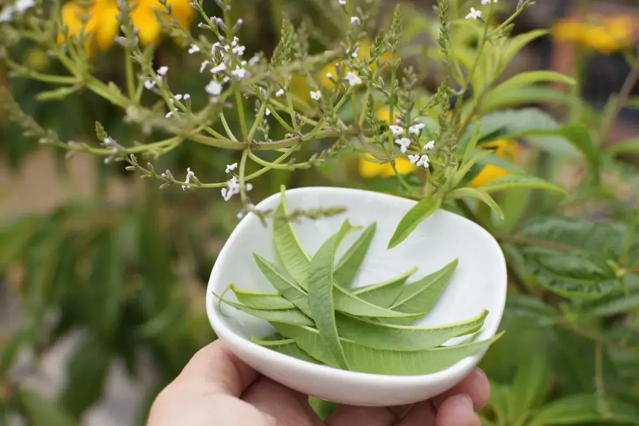 Feuilles de verveine citronnelle en pot, prêtes à parfumer une tisane.