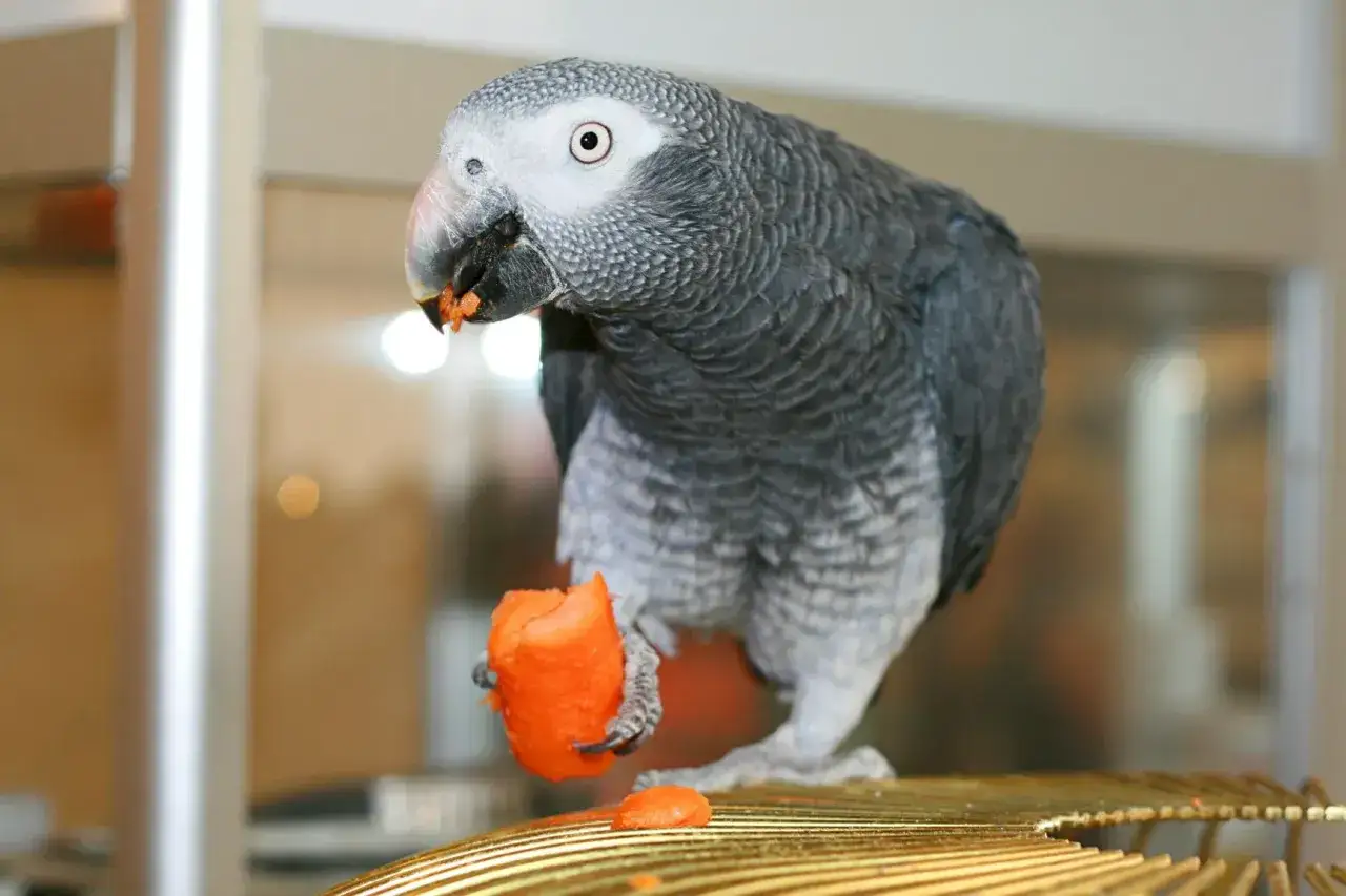Un uccello cenerino, un pappagallo grigio con un becco nero, mangia una carota arancione tenendola con una zampa.