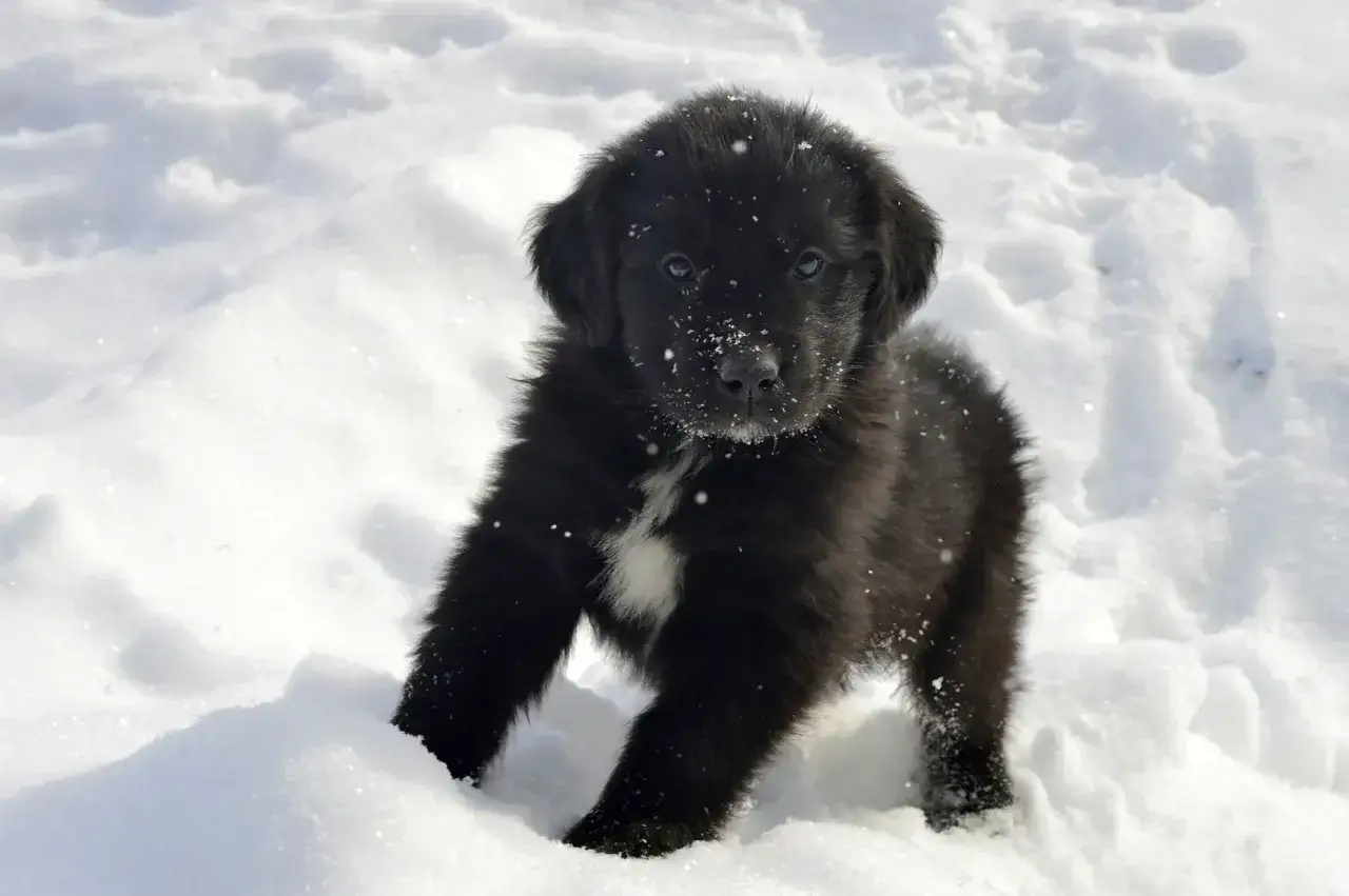 En s&ouml;t newfoundlandshund valp med sn&ouml; p&aring; nosen leker i sn&ouml;n.