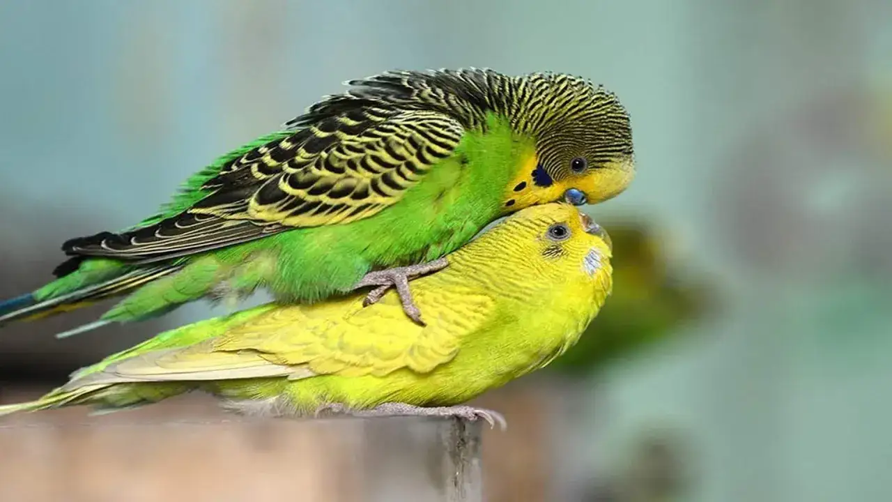 Due cocorite, una verde e una gialla, si accoccolano. Un momento intimo che suggerisce come stimolare accoppiamento cocorite.