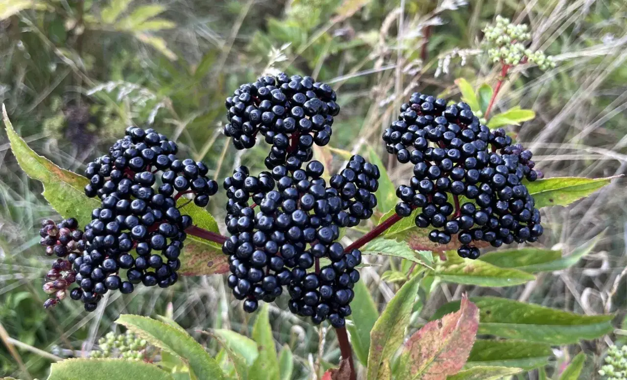 Grappes de baies noires de fleurs de sureau, m&ucirc;res et pr&ecirc;tes &agrave; &ecirc;tre cueillies.