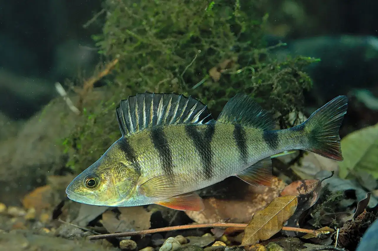 Un majestueux perche royale, aux rayures sombres et &agrave; la nageoire dorsale dress&eacute;e, &eacute;volue dans un environnement aquatique verdoyant.