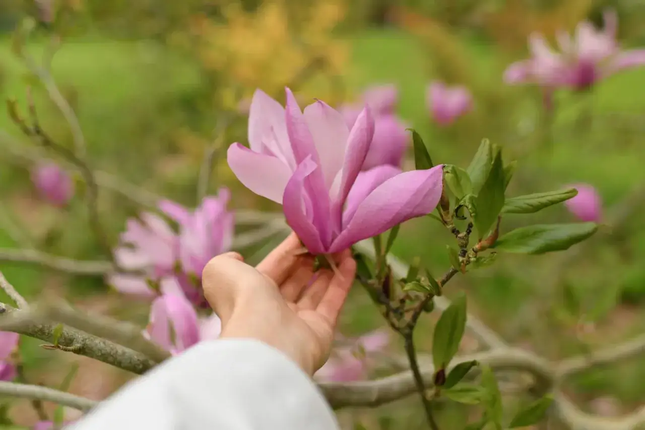 Delikatna dłoń dotyka różowej magnolii. Dowiedz się, jak sadzić magnolie, by cieszyć się ich pięknem.