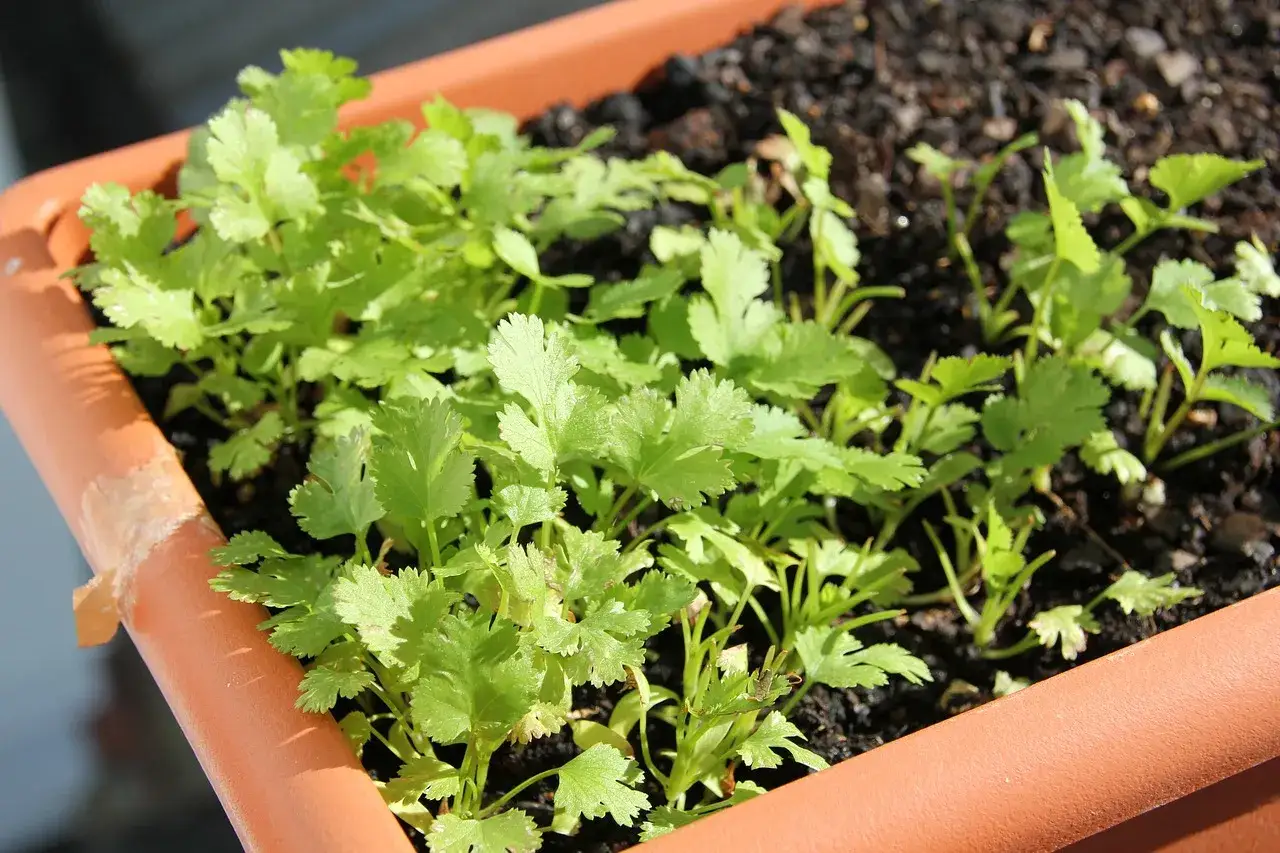 Jeunes pousses de persil en pot, pr&ecirc;tes &agrave; parfumer vos plats.