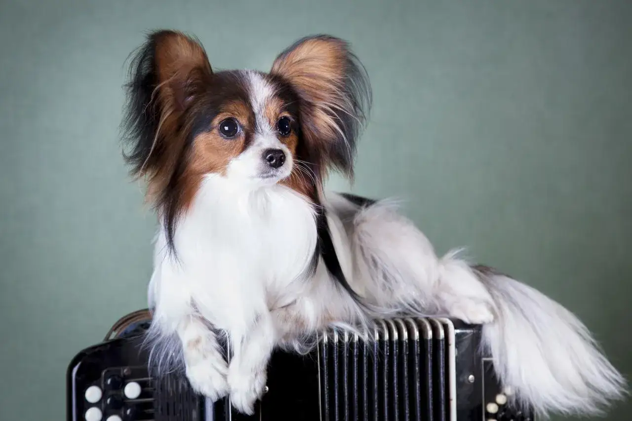 Un adorable chien &eacute;pagneul papillon, aux grandes oreilles, est assis sur un accord&eacute;on, pr&ecirc;t &agrave; jouer une m&eacute;lodie entra&icirc;nante.
