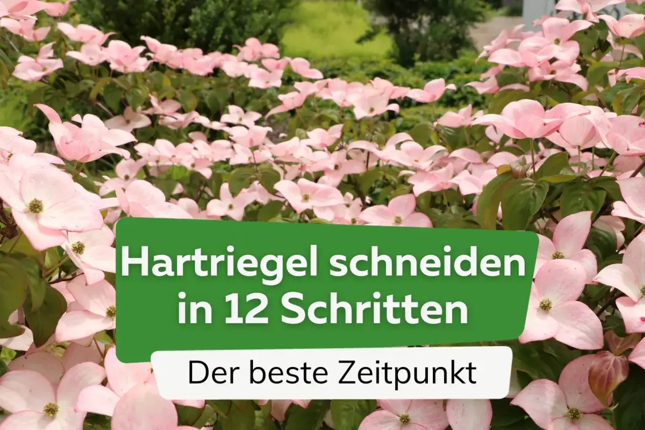 Ein blühender Hartriegel mit zarten rosa Blüten. Der Text im Bild erklärt, wie man den Hartriegel schneiden kann und wann der beste Zeitpunkt dafür ist.