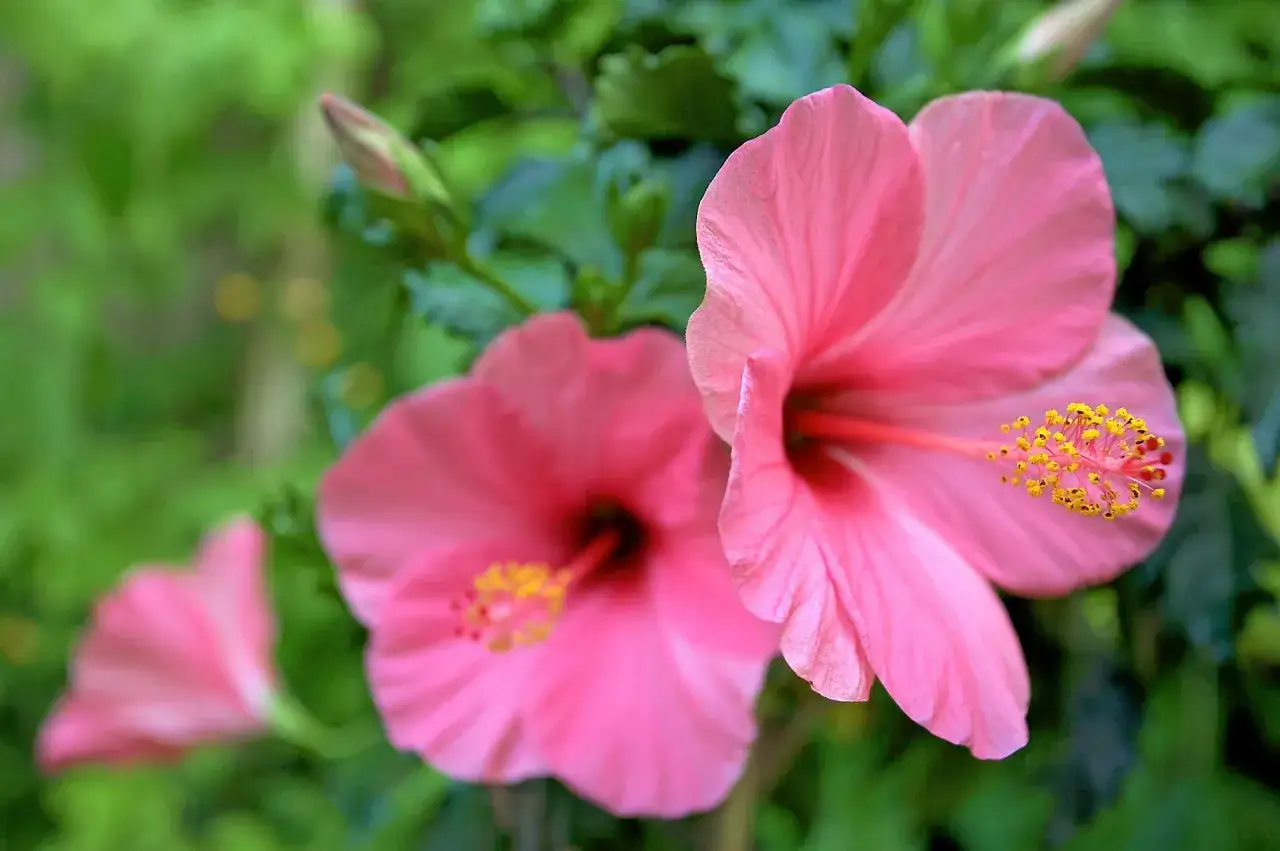 Rosa hibiskusblommor blommar utomhus i Sverige, med sina ljusa kronblad och gula st&aring;ndare mot en gr&ouml;n bakgrund.