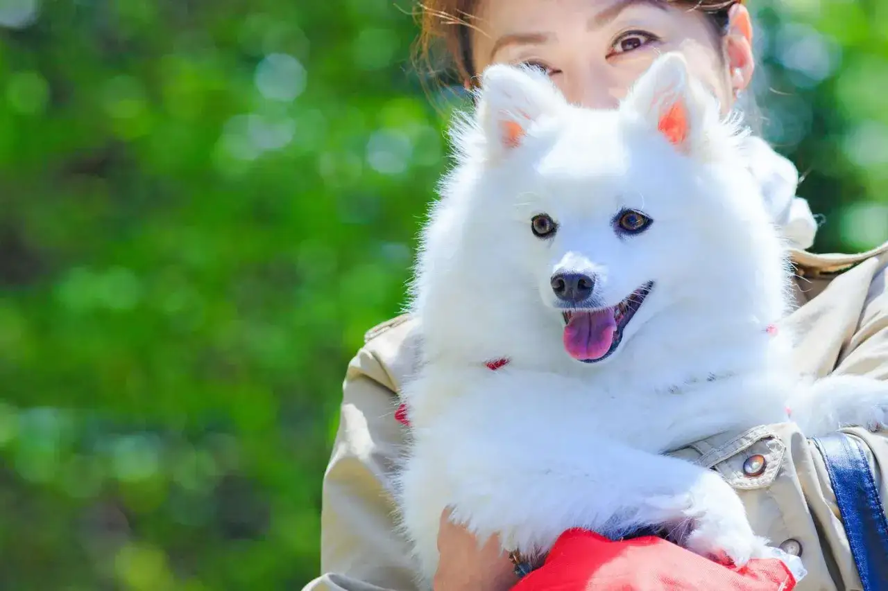 Ein flauschiger, wei&szlig;er Hund, der wie ein australian shepherd spitz mix aussieht, wird von einer Frau gehalten.