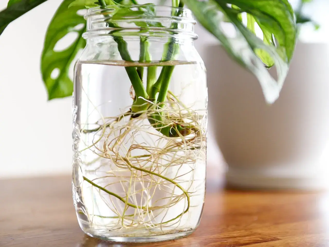 Esquejes de planta con ra&iacute;ces desarrolladas en un frasco de vidrio con agua. Un ejemplo perfecto de cuando hacer esquejes para propagar tus plantas.