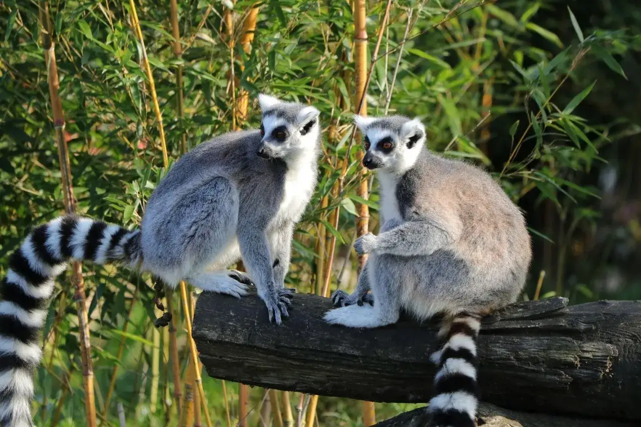 Dwa lemury siedzą na pniu drzewa. Zastanawiasz się, kiedy najlepiej jechać na Madagaskar?