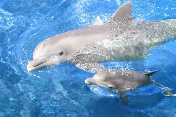 matka delfin z młodym