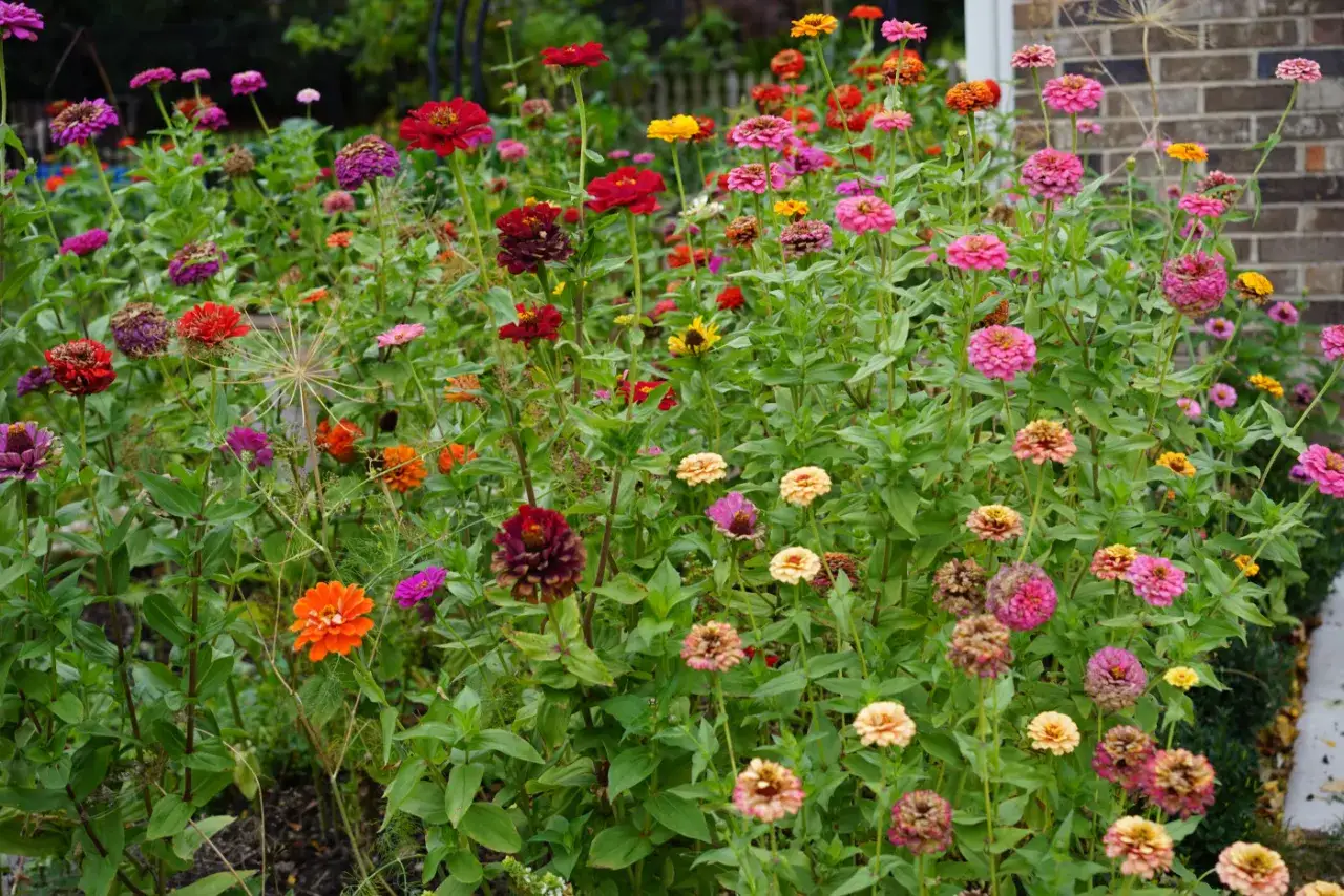A vibrant patch of zinnias in various colors, from deep red to bright pink and orange. While beautiful, are zinnias edible? This garden offers a colorful display, but caution is advised before consuming.