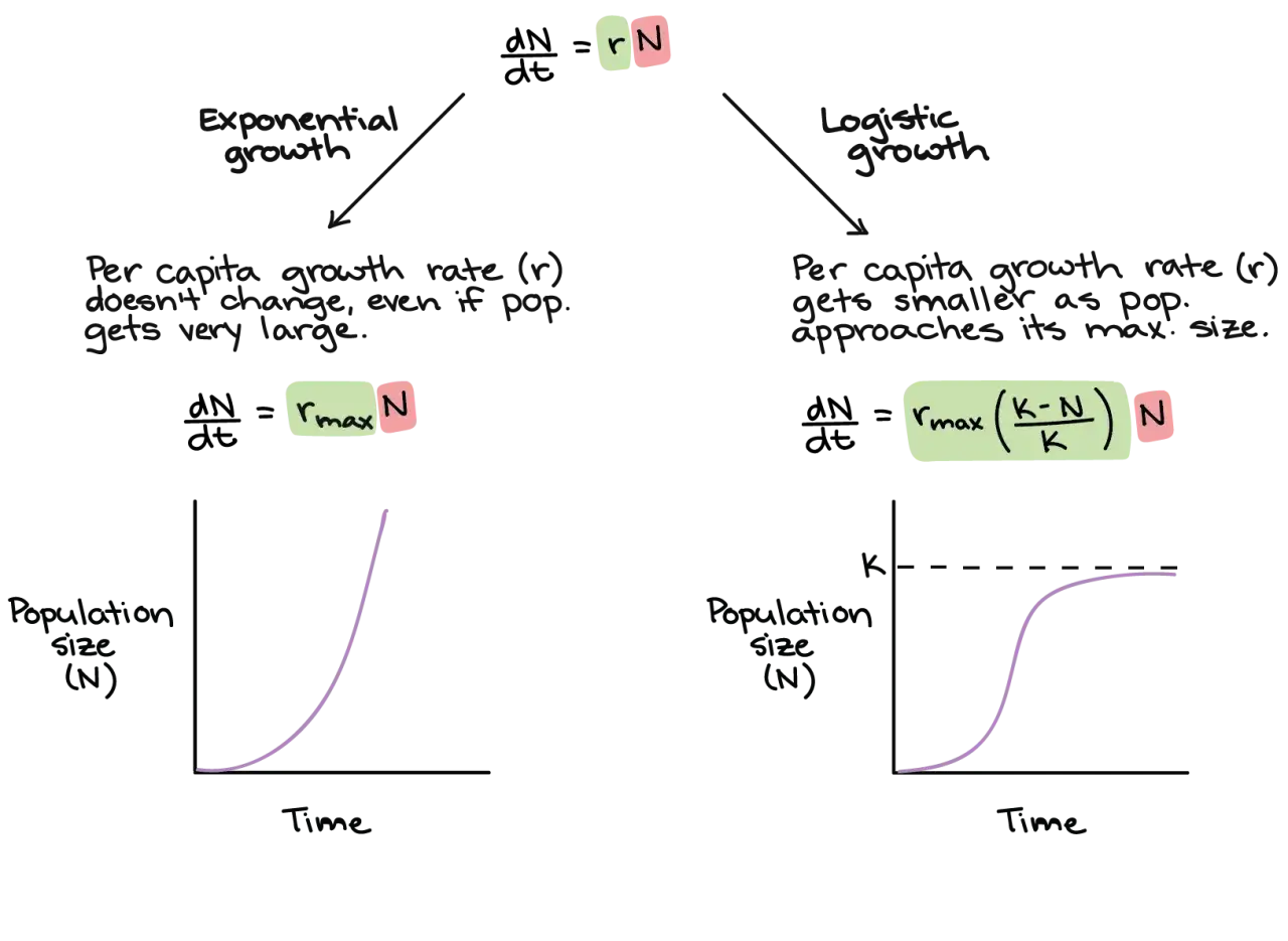 Vergleich von exponentiellem Wachstum (Formel dN/dt = rN) und logistischem Wachstum (Formel dN/dt = rmax(K-N)/K * N).
