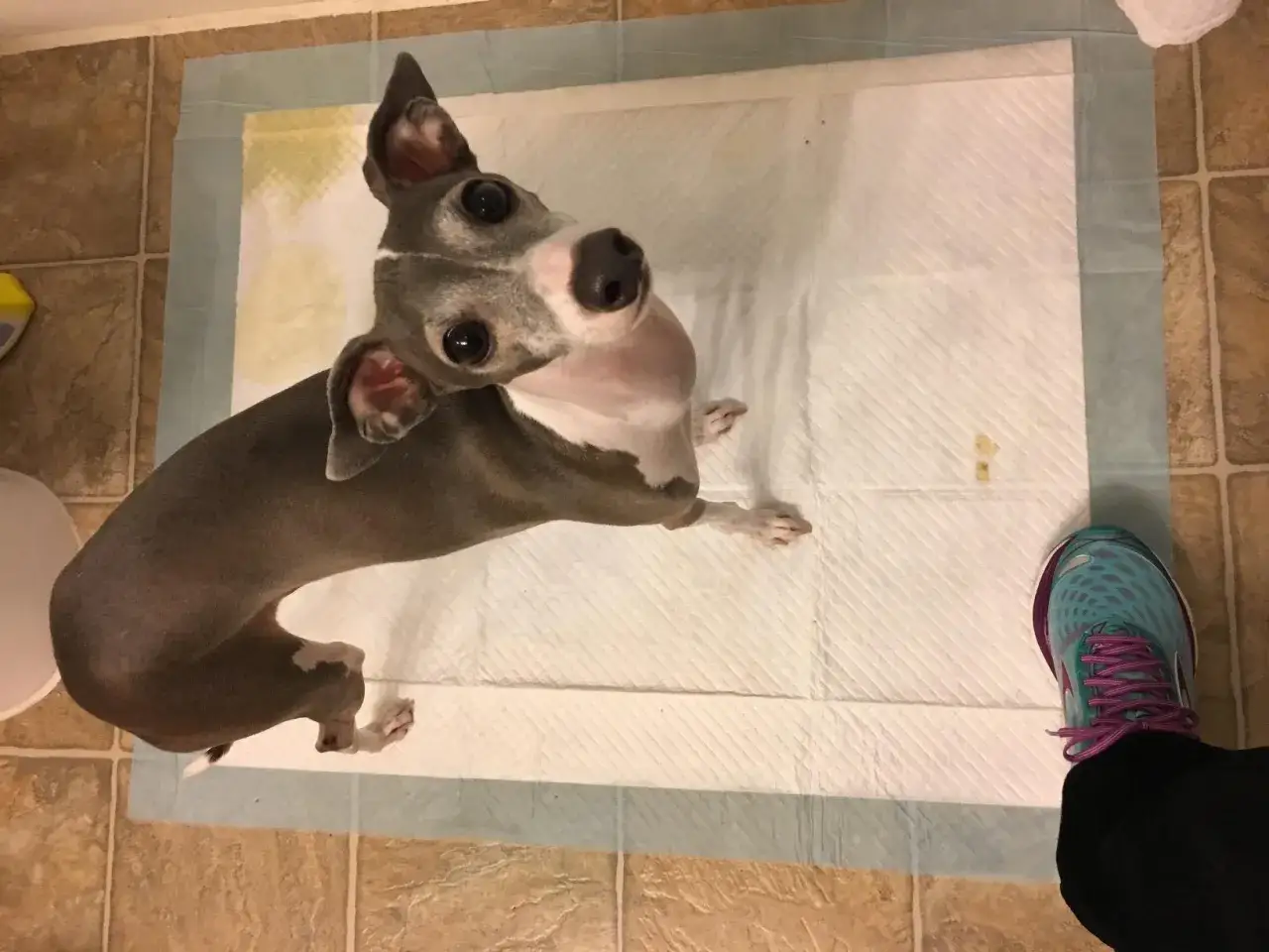Un cachorro greyhound italiano mira hacia arriba, sentado en un empapador. Es hora de quitar el empapador a un cachorro.