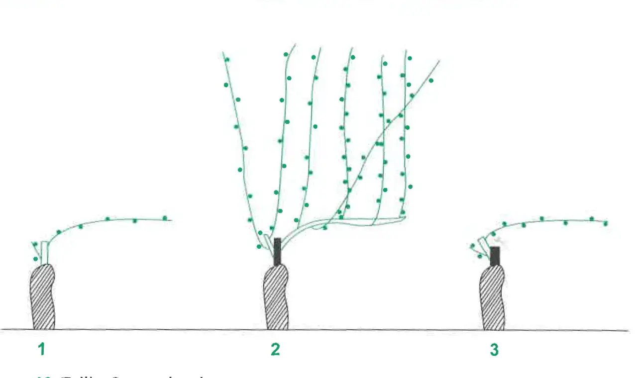 Illustration montrant comment tailler un pied de vigne jeune en trois étapes.