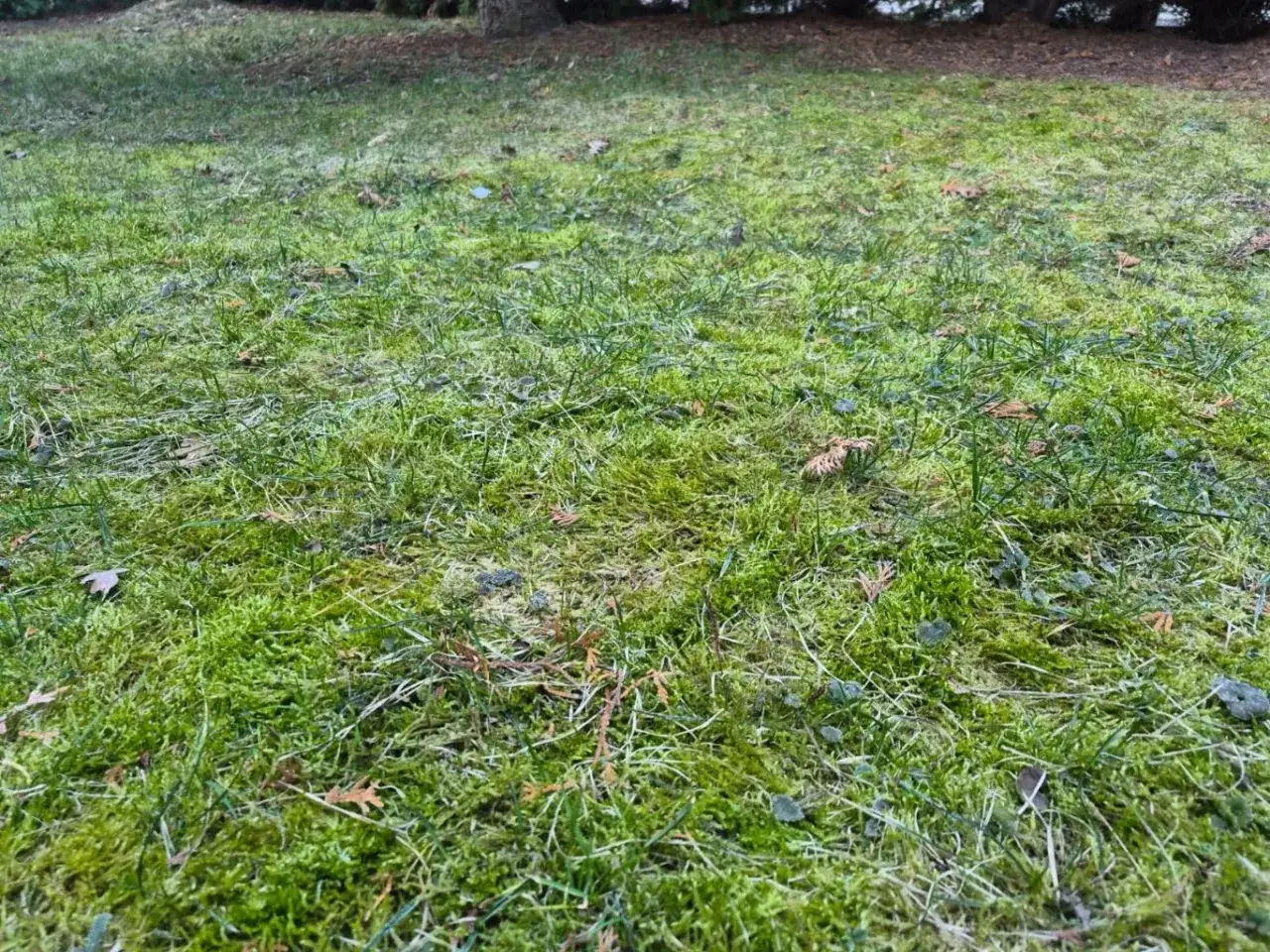 Gęsta, zielona trawa z mchem, która wygląda na suchą i zwiędłą, co może być oznaką suszy fizjologicznej.