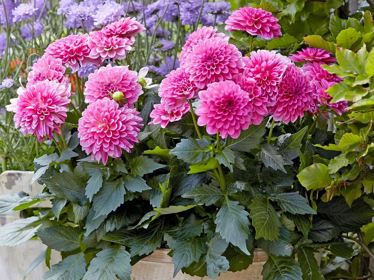 Prachtvolle rosa Dahlien blühen üppig. Ein Traum für jeden Garten, wenn man Dahlien pflanzt.