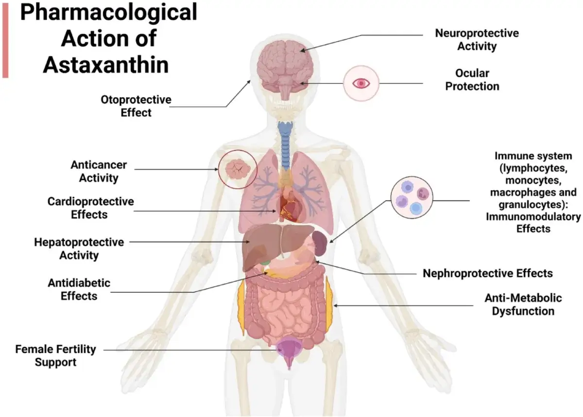 Schema zeigt die pharmakologische Wirkung von Astaxanthin, einschlie&szlig;lich anticancer-Aktivit&auml;t. Es ist nicht krebserregend.