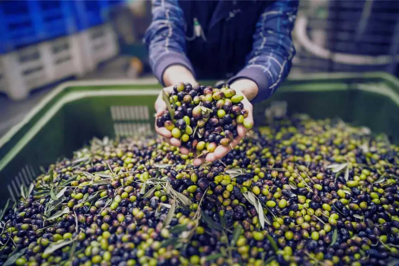 Manos sostienen aceitunas reci&eacute;n cosechadas, listas para convertirse en aceite. La pregunta es: cuanto aceite da un olivo.