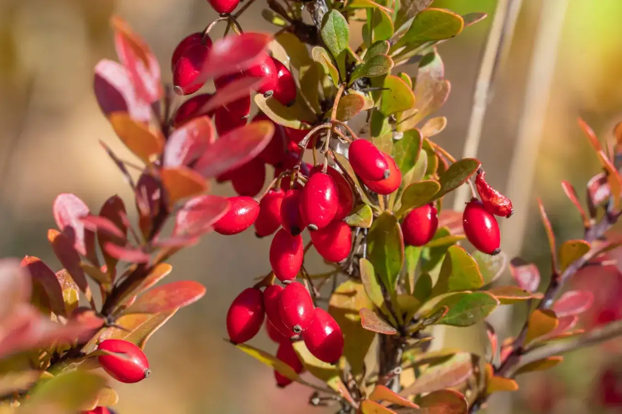 Czerwone owoce berberysu na gałązce, znane z właściwości wspomagających trawienie i odporność.