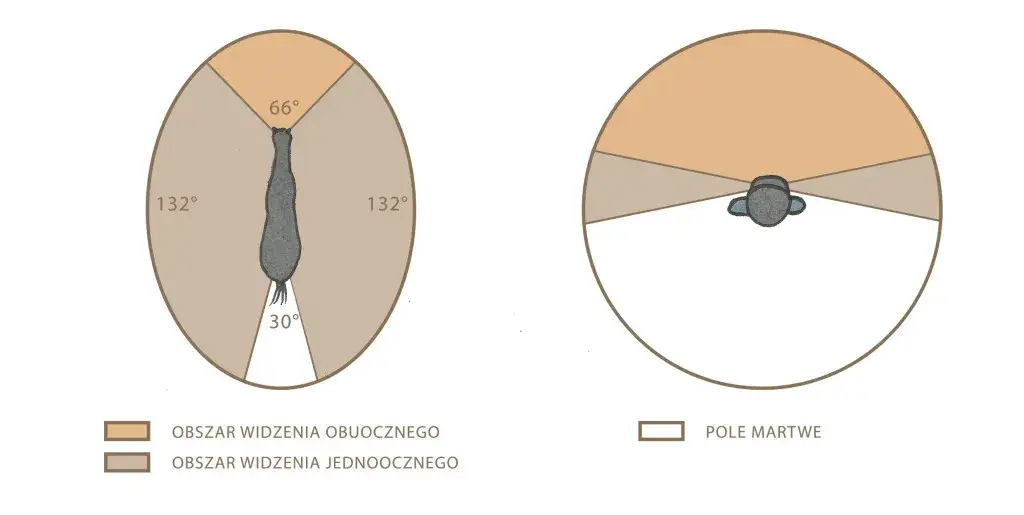 Jak widzi koń porównanie z ludzkim wzrokiem