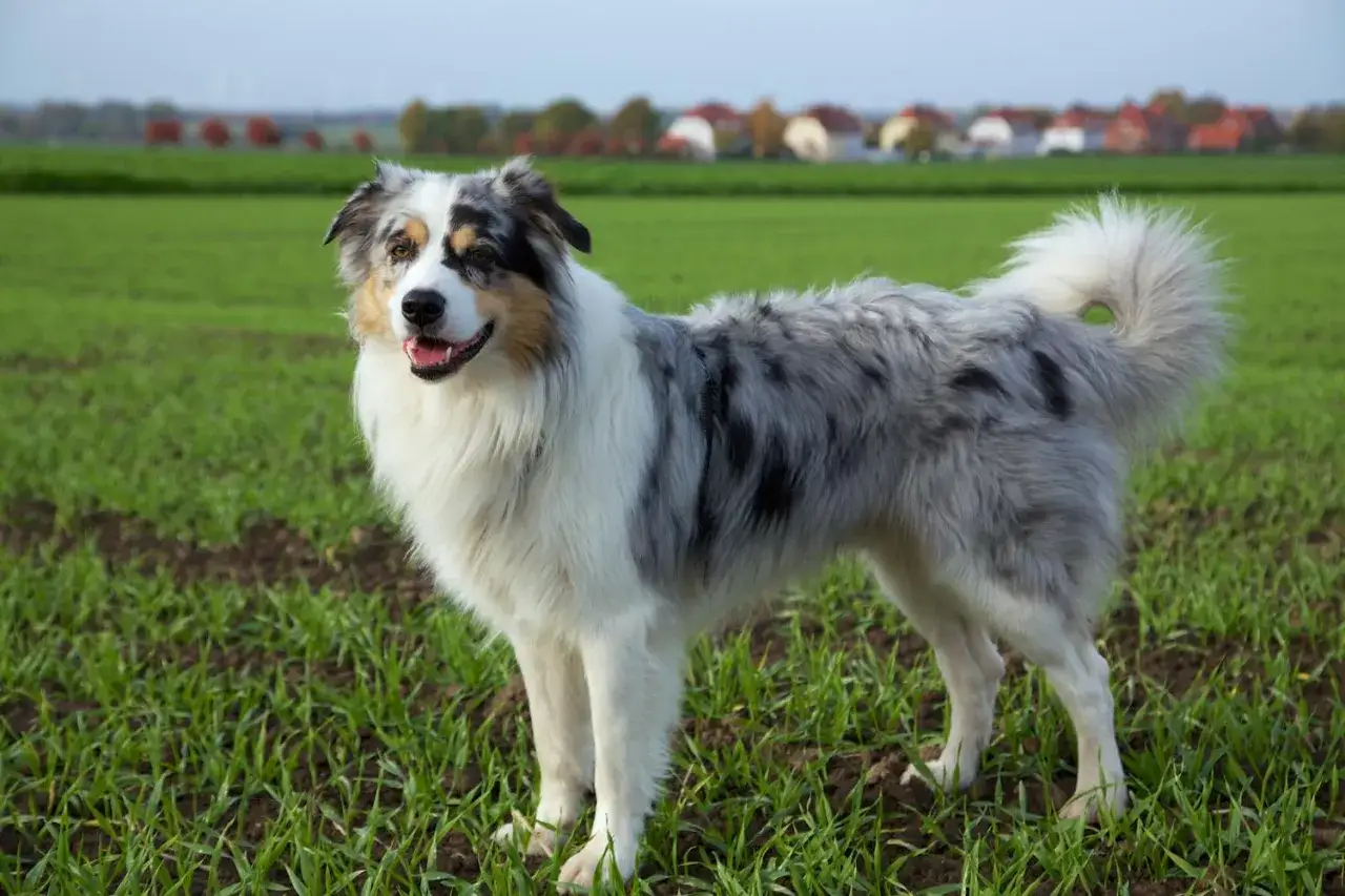 Ein wundersch&ouml;ner Australian Shepherd steht auf einer gr&uuml;nen Wiese. Sein Fell ist marmoriert, ein Zeichen f&uuml;r seine K&ouml;rung als Hund.