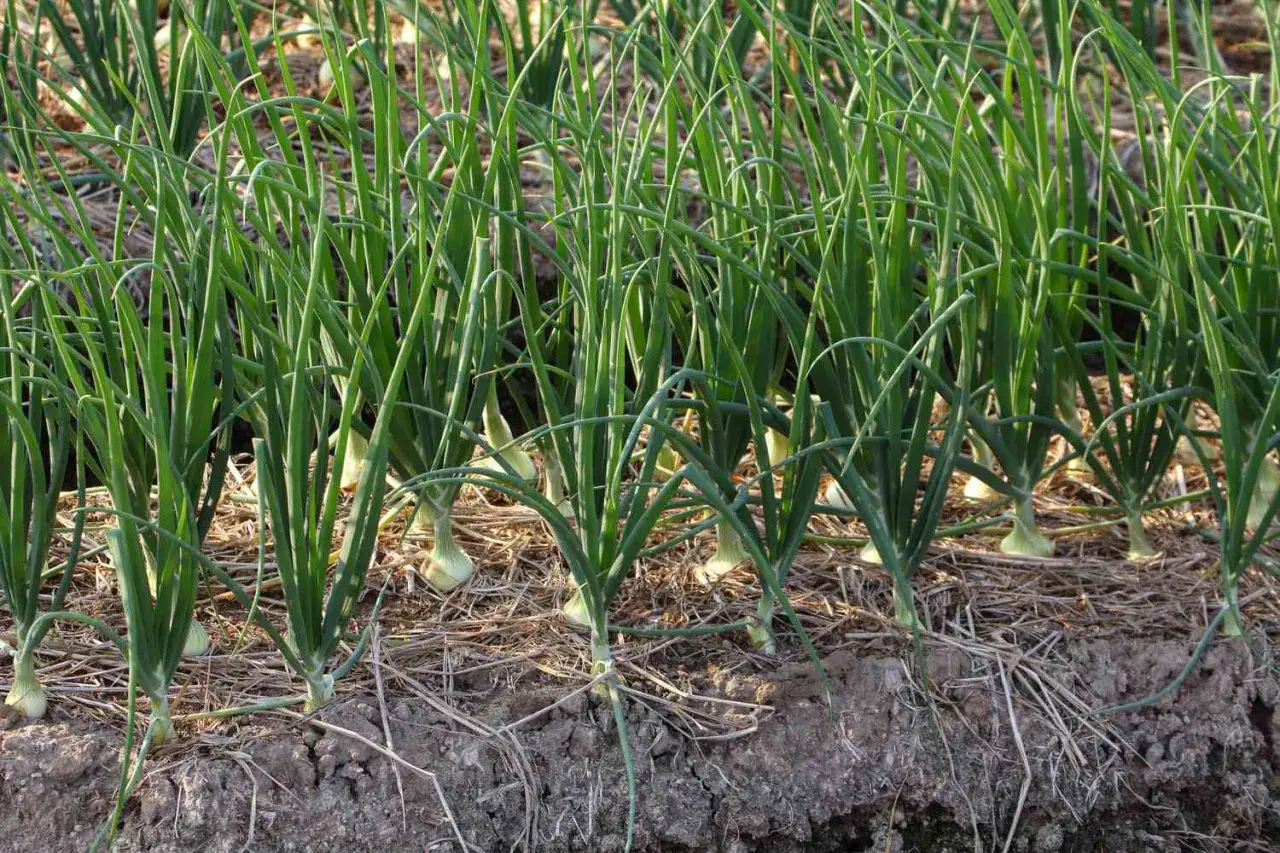 Rows of young winter onions grow in rich soil, their green stalks reaching towards the sky.