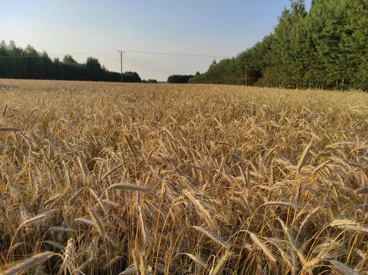 Pole dojrzałego zboża, z lasem w tle i słupem energetycznym. Wśród kłosów widać pojedynczy chwast zbożowy, który próbuje się przebić.