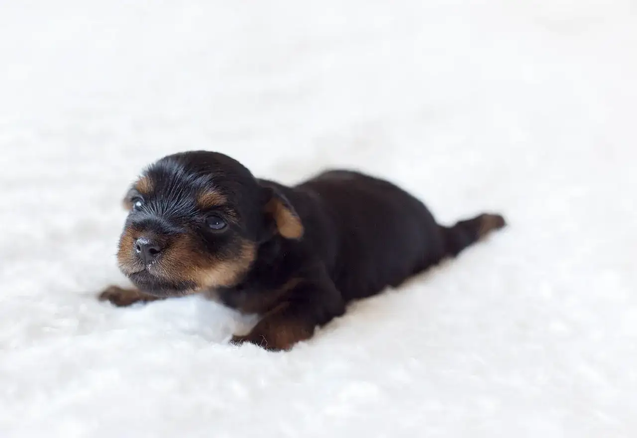 Mały, czarny szczeniak Yorkshire Terrier leży na białym tle. Jeszcze nie wie, jak długo szczeniak uczy się czystości, ale jest uroczy.