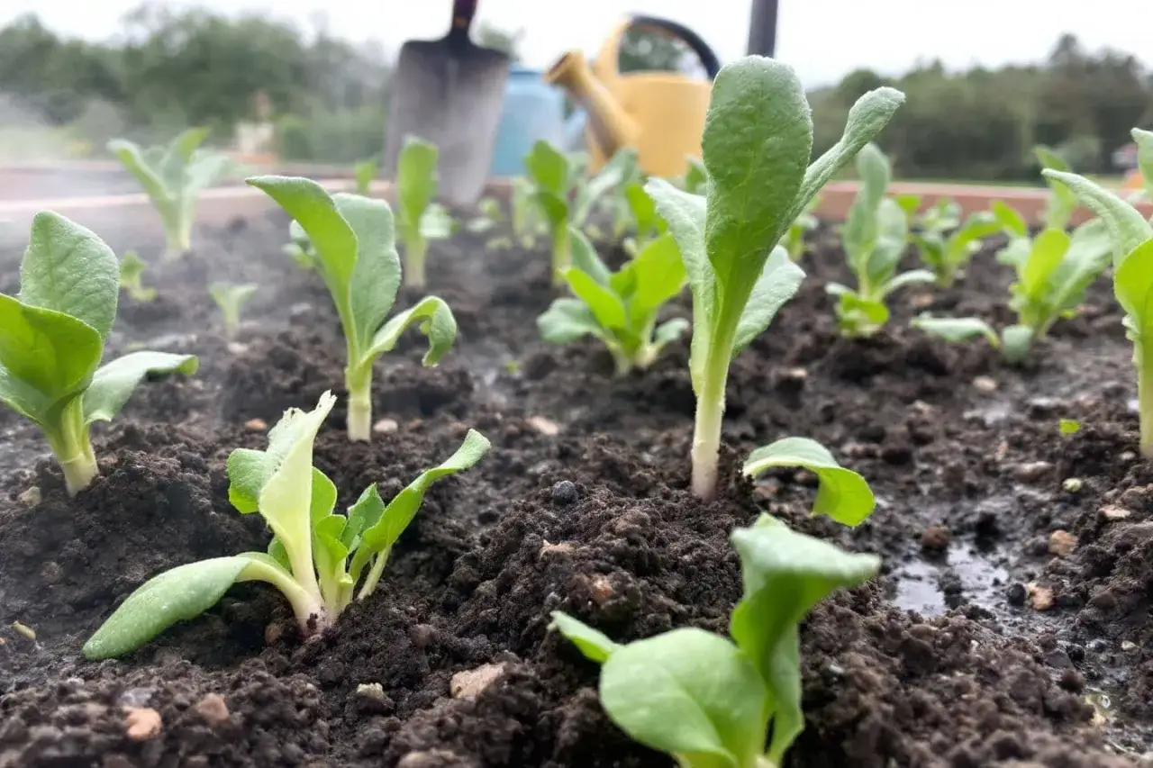 Jeunes pousses de navets dans un potager, pr&ecirc;tes &agrave; grandir. La terre est humide, signe qu'il est temps de semer des navets.
