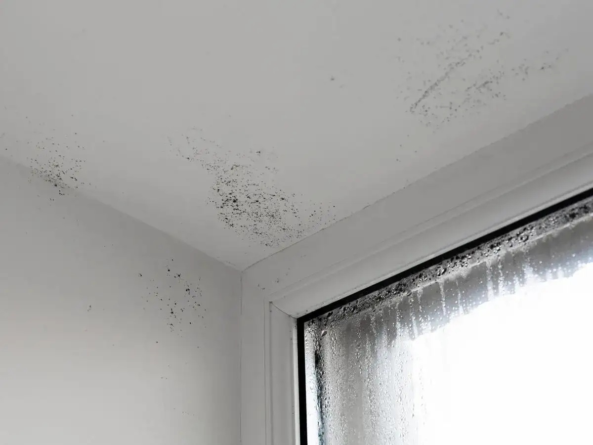 Schimmel im Schlafzimmer: Dunkle Flecken an Wand und Decke, Kondenswasser am Fenster. Mögliche Symptome beachten.