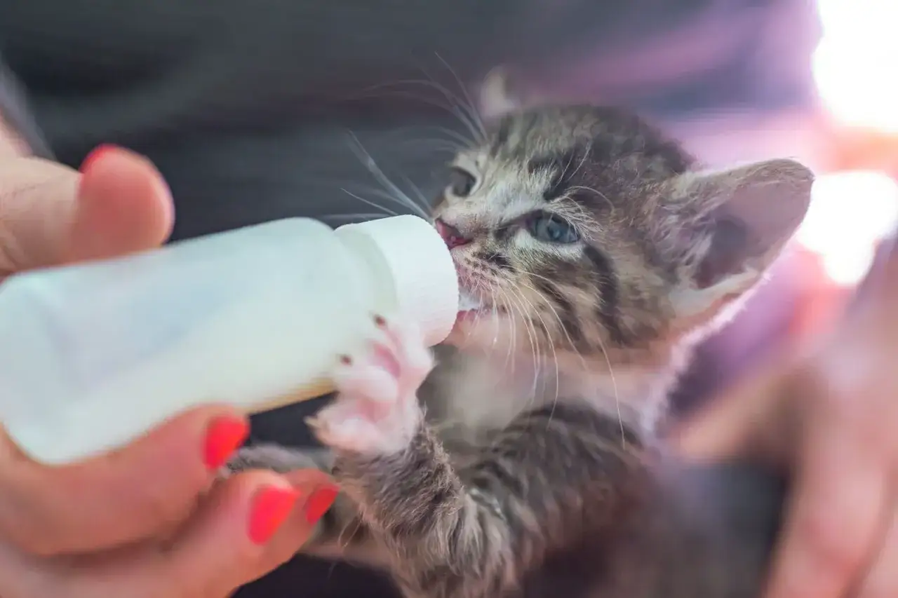 Un chaton tigré, orphelin, boit au biberon. Ses petites pattes agrippent le contenant, signe de son sevrage chaton abandonné réussi grâce à des soins attentifs.
