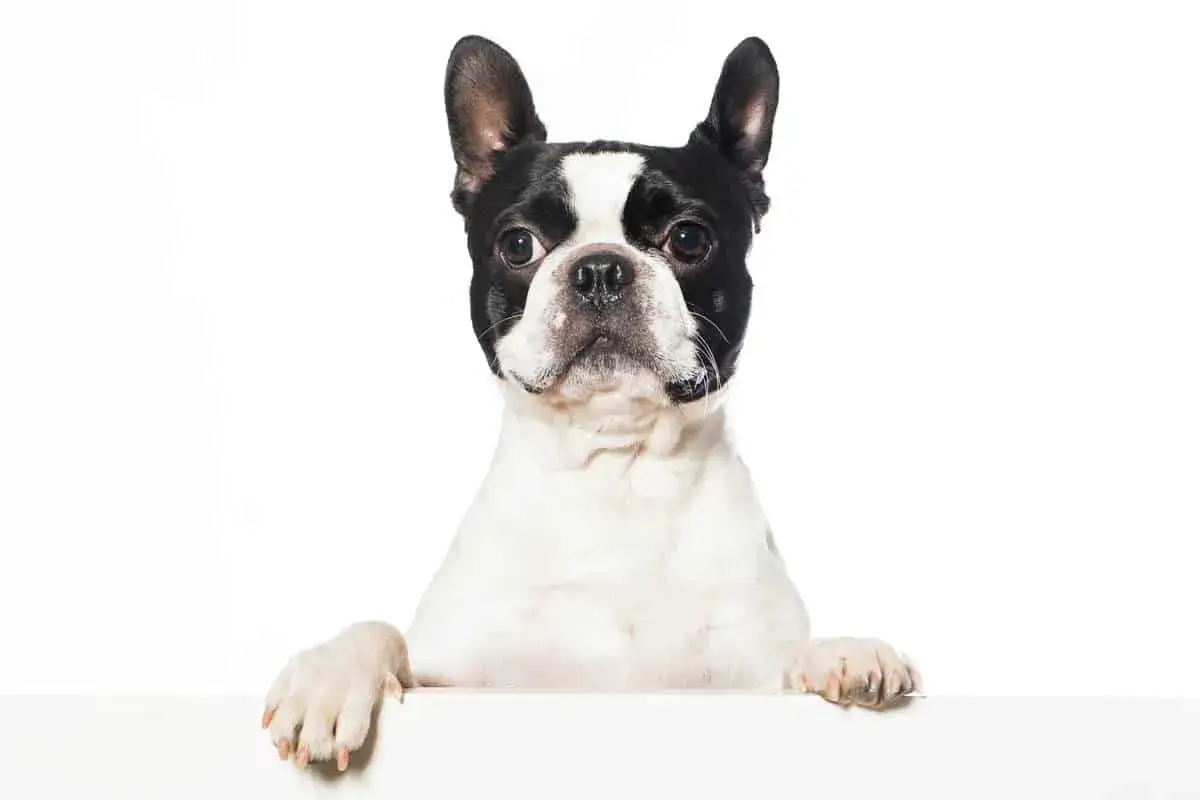 Un Boston Terrier dal carattere vivace, con le zampe appoggiate su un piano bianco, guarda curioso verso l'obiettivo.