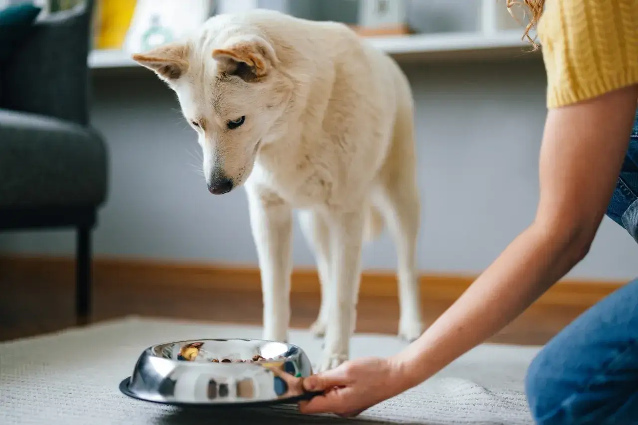 Perro blanco mira su plato de comida con desinterés. Su dueño se arrodilla, intentando animarlo. Parece que mi perro no quiere comer hoy.