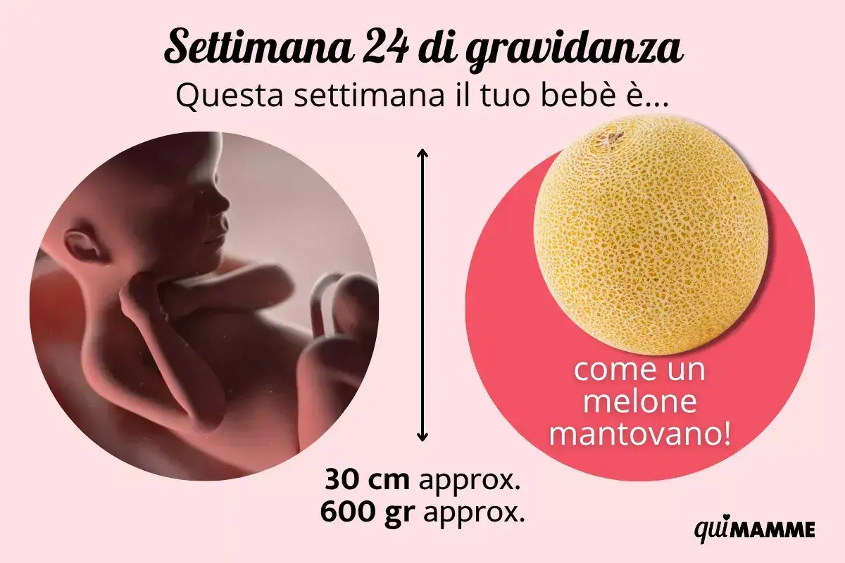 Feto di 24 settimane, grande come un melone mantovano, misura circa 30 cm e pesa 600 grammi.