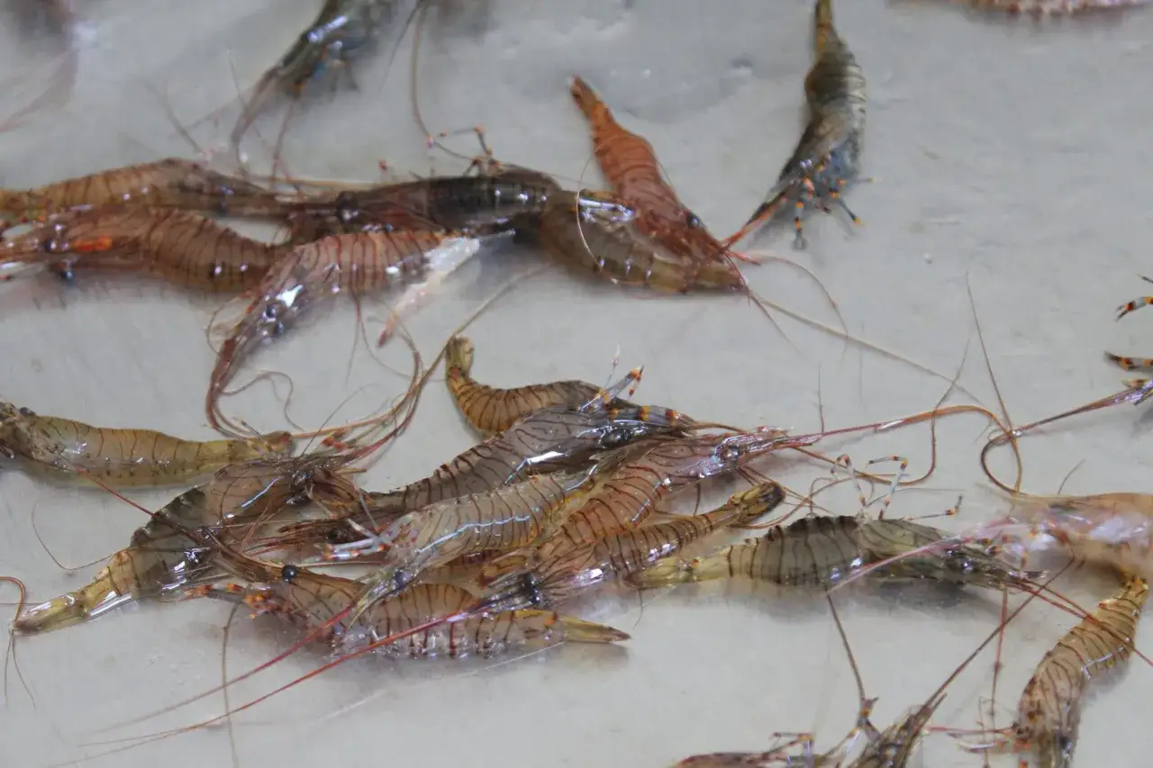 Un grupo de camarones gallegos frescos, con sus cuerpos translúcidos y rayas marrones, listos para ser cocinados.