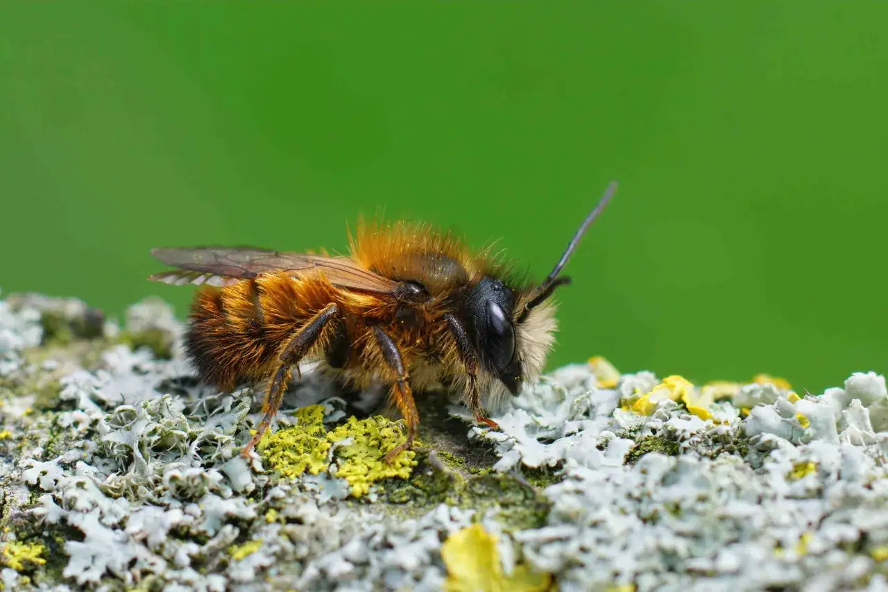 Abeja peluda sobre corteza con l&iacute;quenes, un vistazo a donde viven las abejas en su entorno natural.