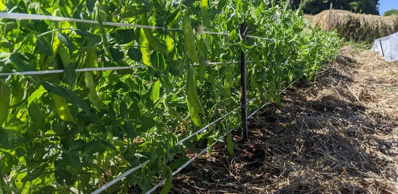 Des gousses de petits pois mûres pendent sur des tiges vertes, soutenues par des fils. La culture des petits pois prospère sous le soleil.