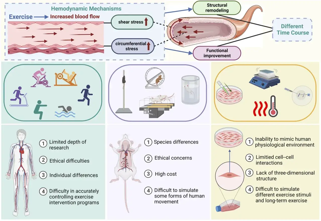 Diagramma illustra la biomeccanica del movimento e i suoi effetti sui vasi sanguigni, con modelli animali e cellulari per la ricerca.