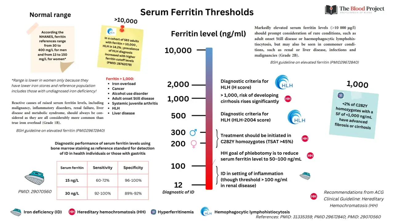 Wykres przedstawia normę ferrytyny, wskazując poziomy diagnostyczne dla HLH i ryzyko marskości przy ferrytynie >1000 ng/ml.