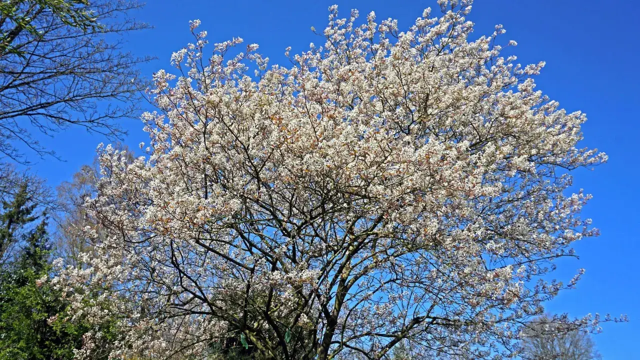 Bl&uuml;hende Felsenbirne im Fr&uuml;hling, bereit f&uuml;r den R&uuml;ckschnitt.