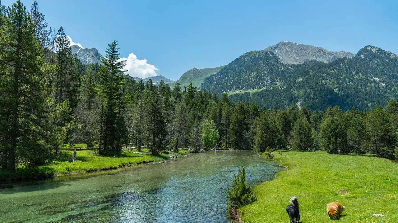 Dos perros, uno negro y otro naranja, juegan en un prado verde junto a un r&iacute;o cristalino. Al fondo, un bosque frondoso y monta&ntilde;as imponentes. La coma i la pedra, un paisaje id&iacute;lico.