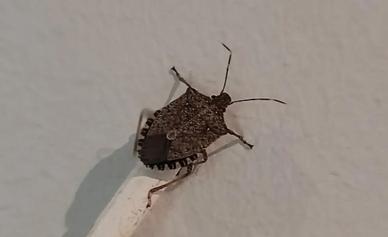 Un insecto marr&oacute;n, una de esas chinches de campo en casa, se aferra a una pared blanca.