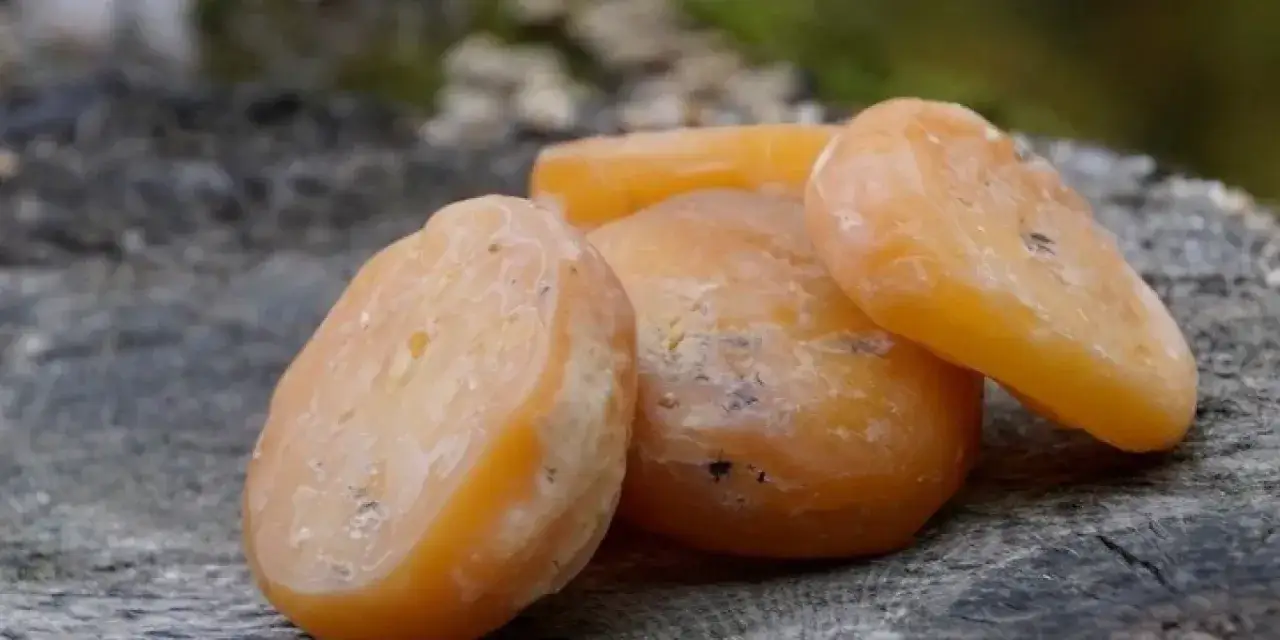 Quatre petits fromages orangés, parfaits pour une recette ramequin du Bugey, reposent sur un tronc d'arbre.