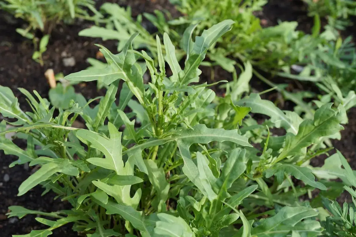 Frisch wachsende Rucola Pflanzen im Garten, bereit für die Ernte.