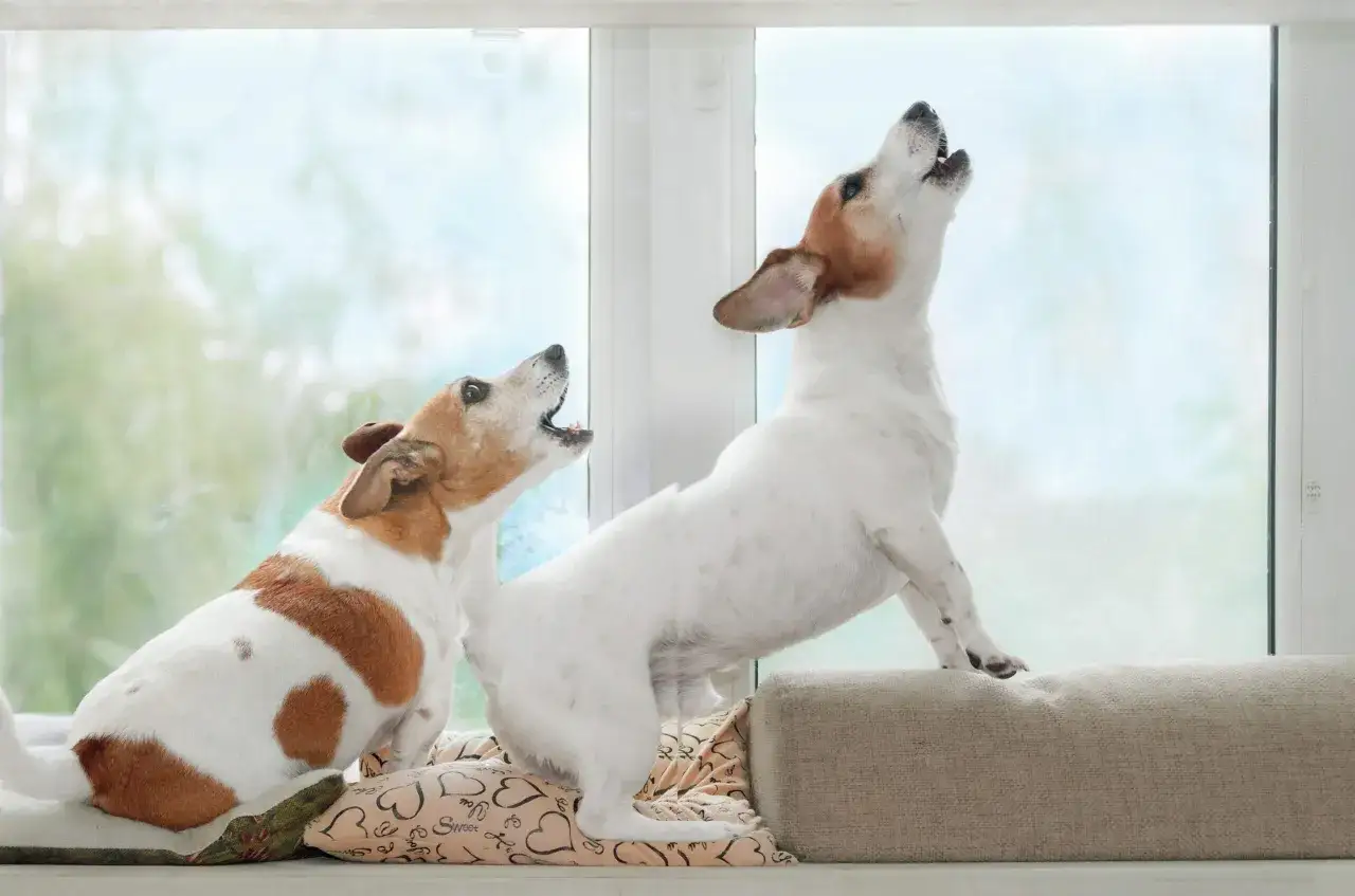 Zwei Jack Russell Terrier bellen aufgeregt aus dem Fenster.