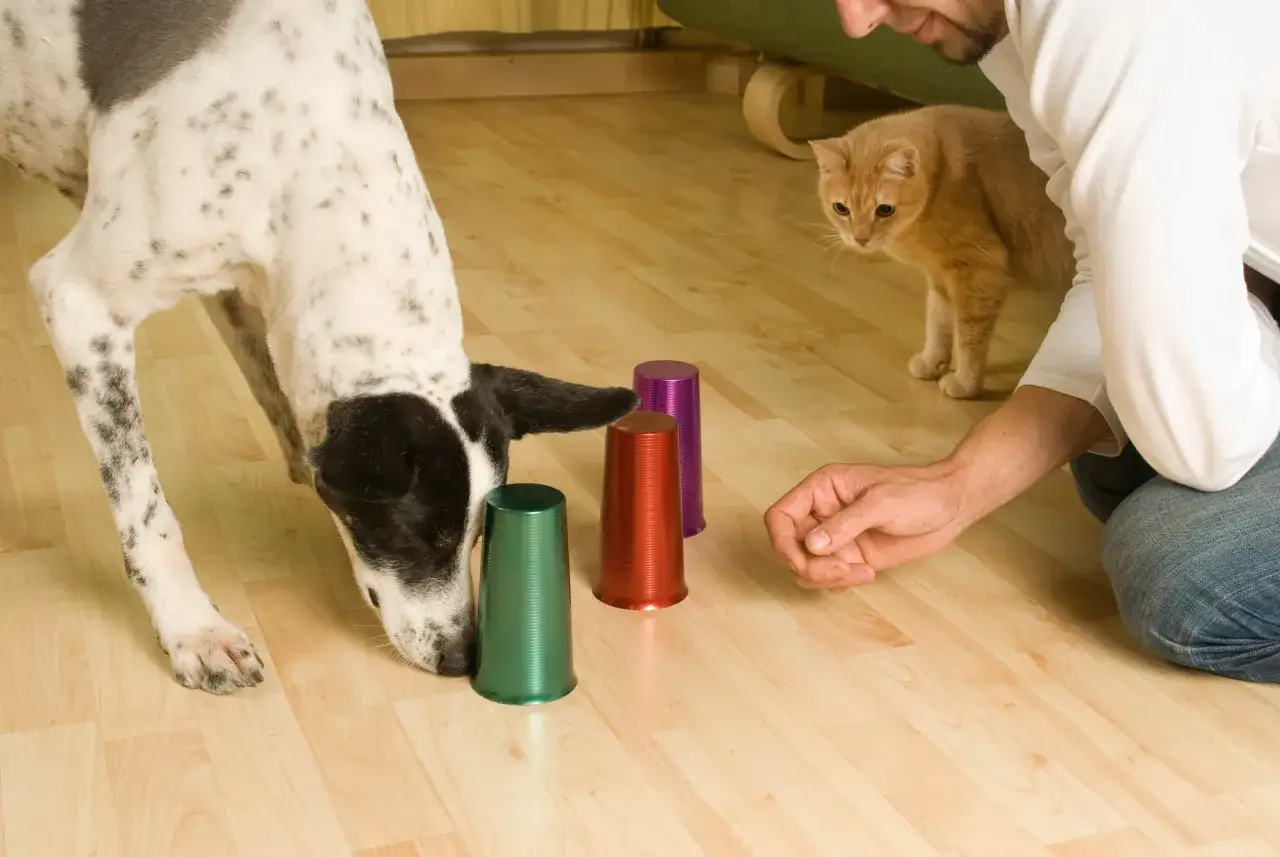 Hund auslasten zuhause: Ein Mann spielt mit seinem Hund und einer Katze ein Suchspiel mit bunten Bechern.